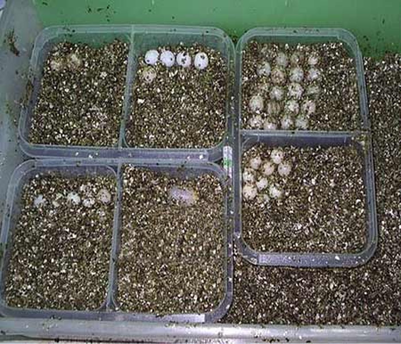 huevos de tortuga