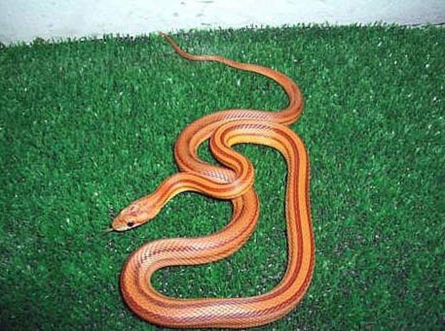 serpiente naranja