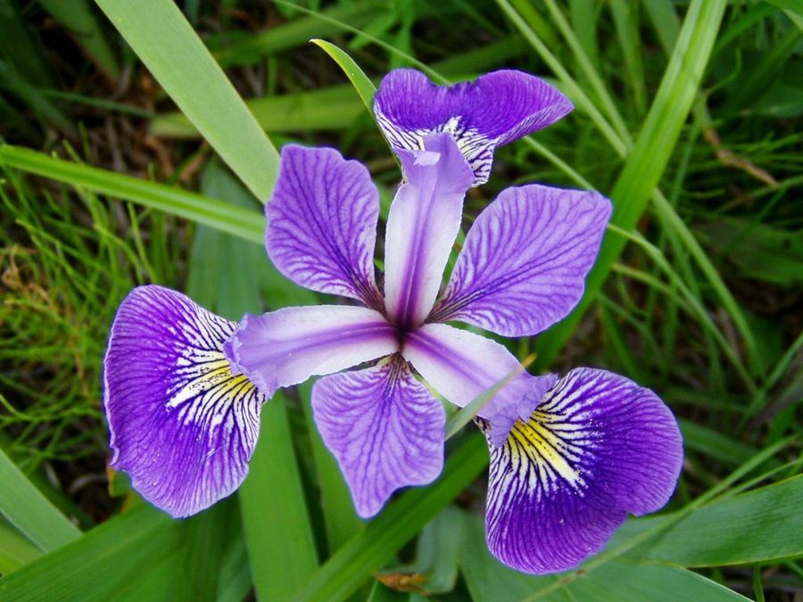 Bulbos de otoño: el iris | Plantas