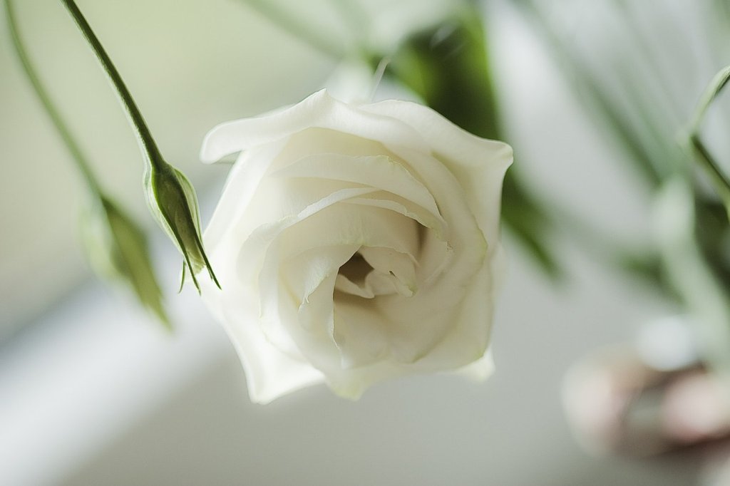 Qué flores elegir para honrar a los que ya no están (especial Día de Todos  los Santos) | Plantas