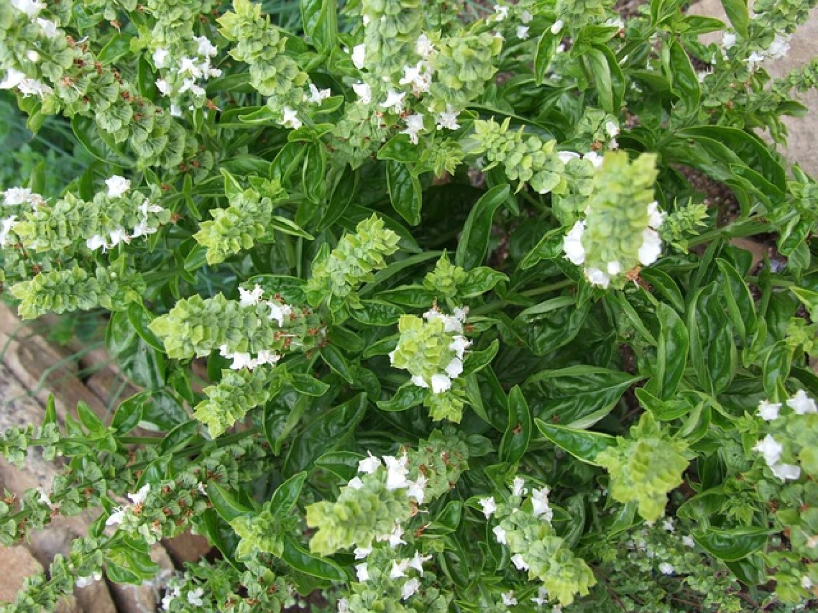 Albahaca: planta frondosa, propiedades y receta