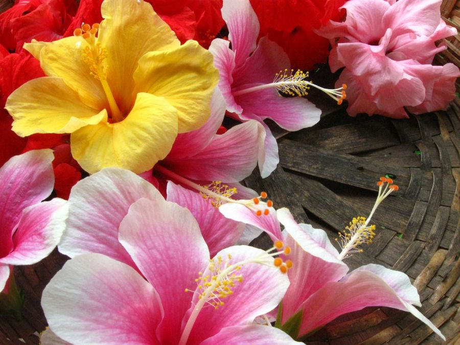 Hibiscus, un género tropical | Plantas