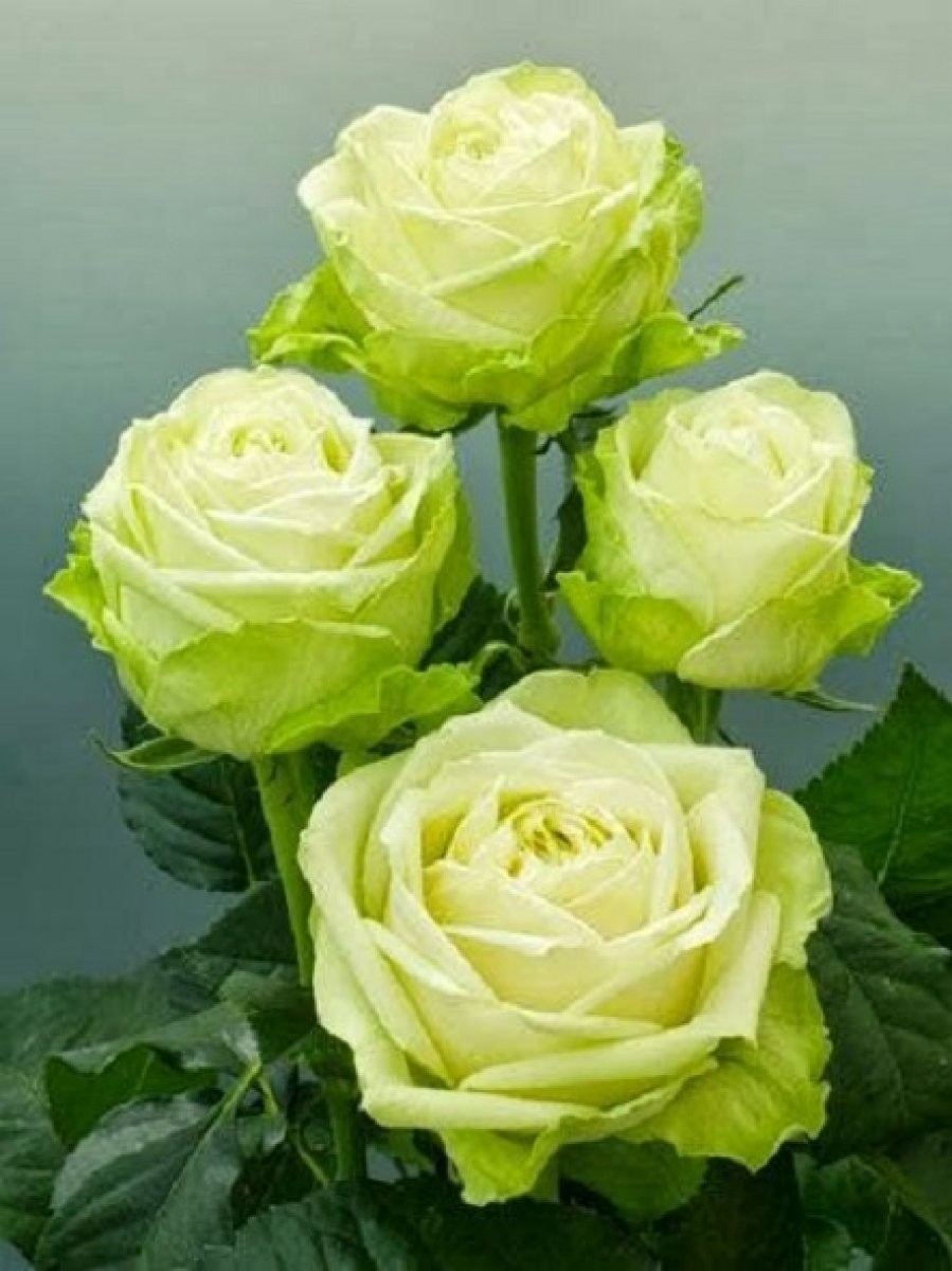 Imagen 44