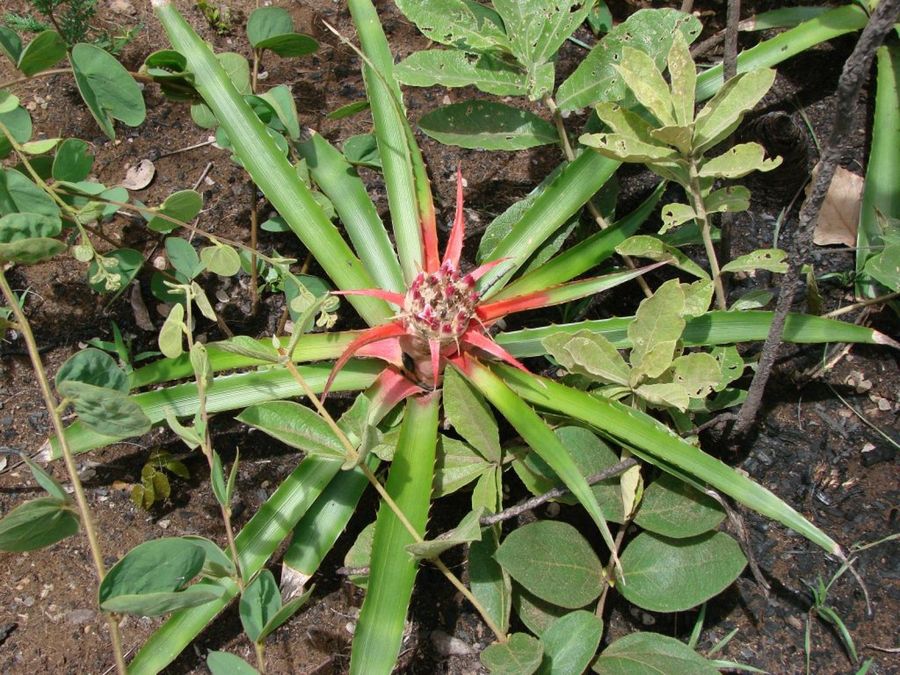 Bromelia balansae