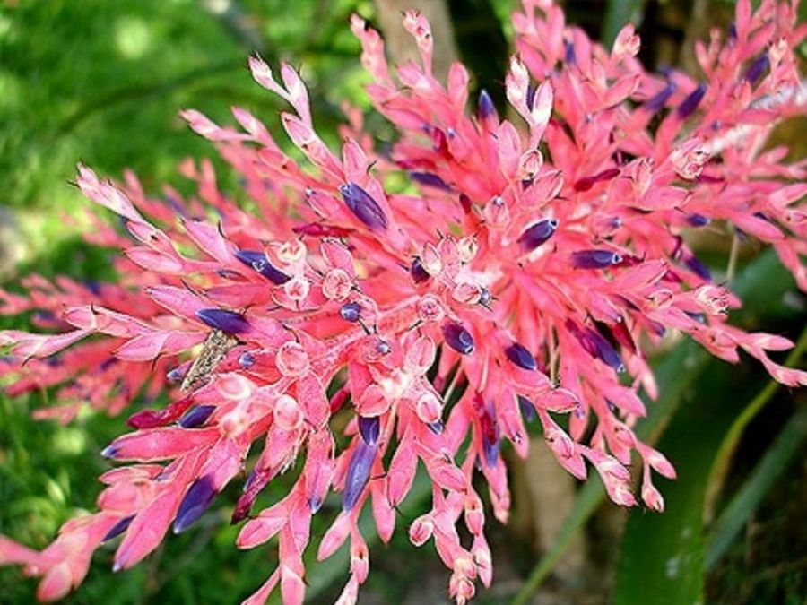 Miren Qué Belleza: Las Fotos De Flores Más Bonitas | Plantas