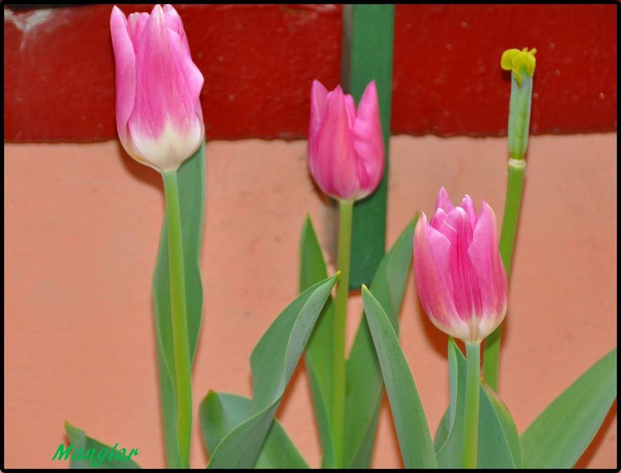Mis primeros tulipanes | Plantas