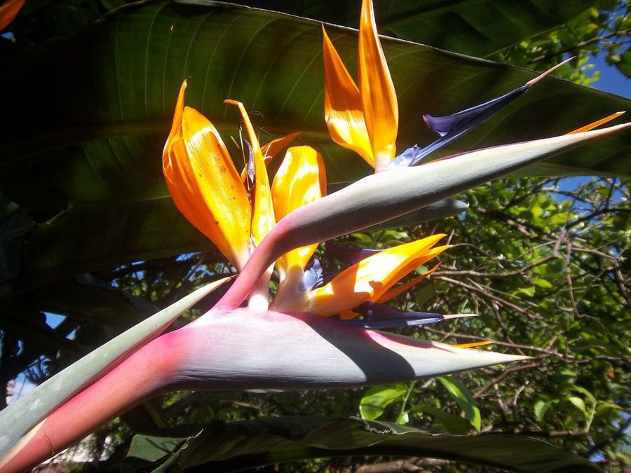 Flor de pico de pájaro doble | Plantas