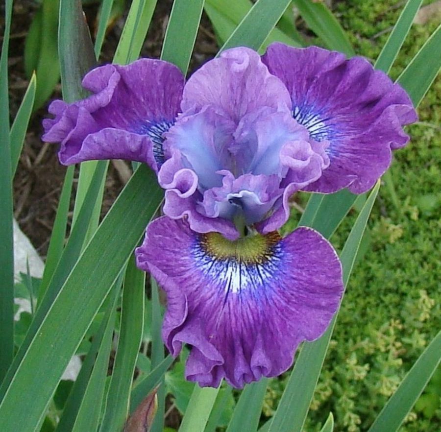 La legendaria flor de Iris | Plantas