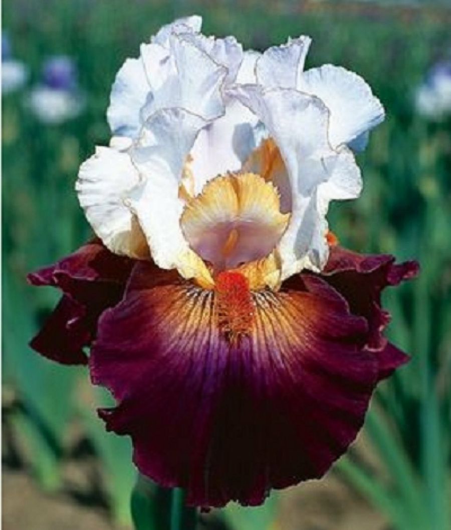 La legendaria flor de Iris | Plantas