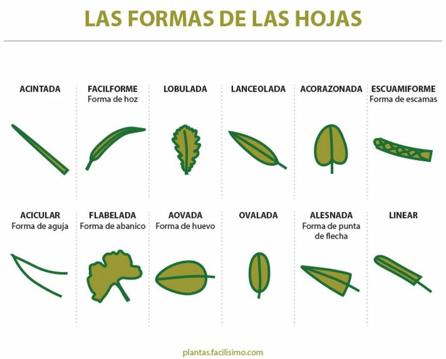 Resultado de imagen de tipos de hojas de arboles para niÃ±os