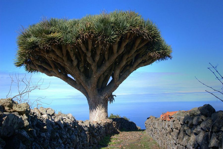 Estas plantas se encuentran en peligro de extinción | Plantas