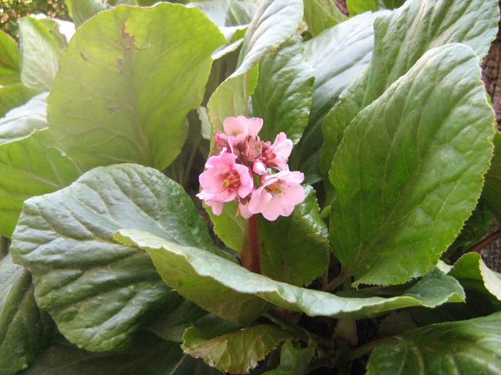 Hortensia de invierno | Plantas