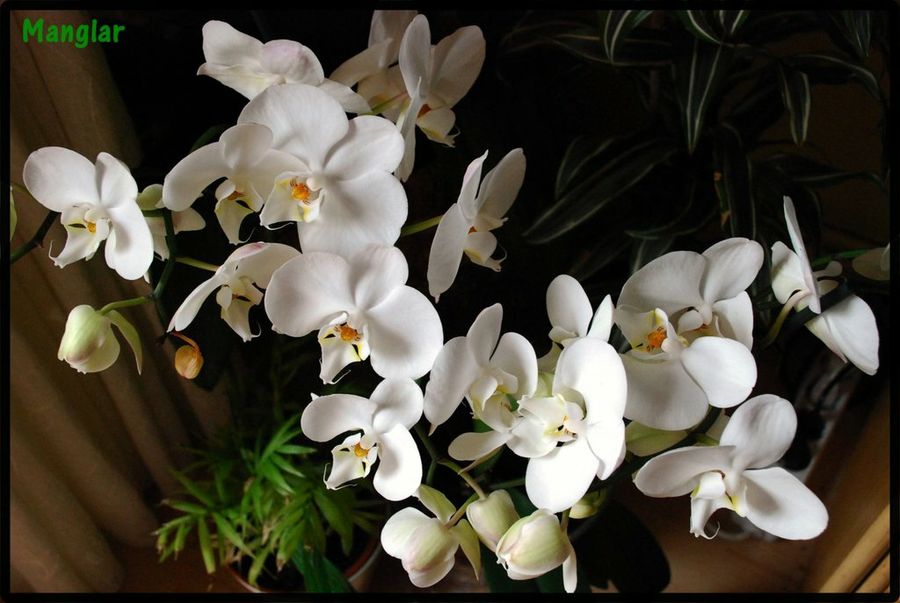 Mi orquídea Phalaenopsis blanca | Plantas