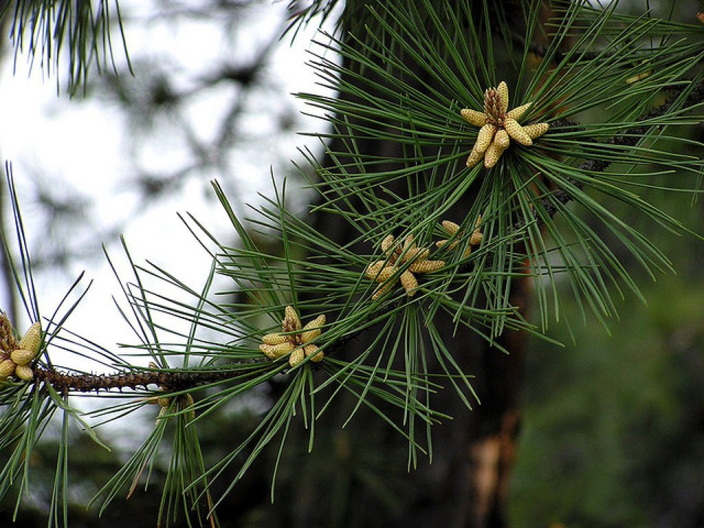 El árbol nacional de Honduras: el pino | Plantas