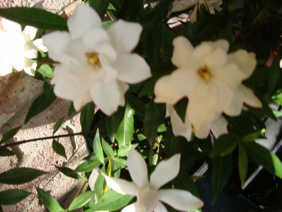 Imagen 2