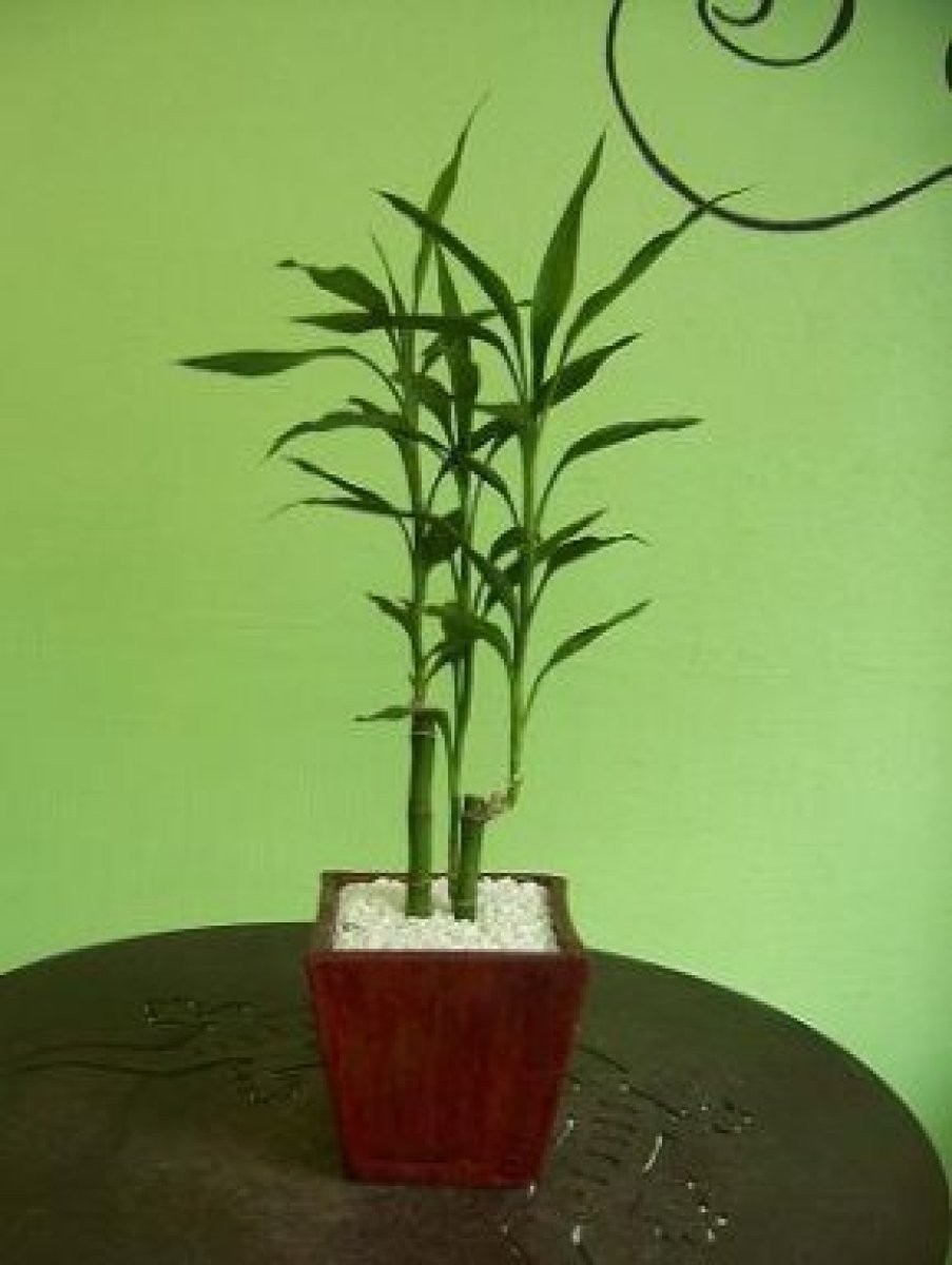 Decorar una maceta con bambú y piedras