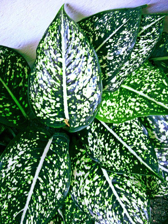 Posible Puntuación Detector Cómo aportar brillo a las hojas de tus plantas | Plantas