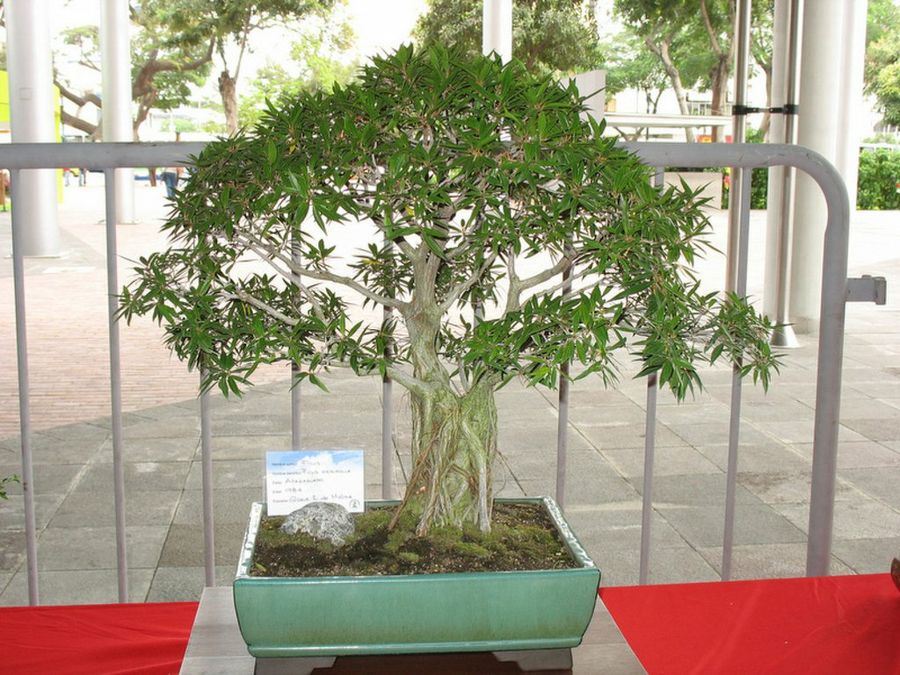 Qué cuidados debemos seguir para proteger nuestro bonsái? | Plantas