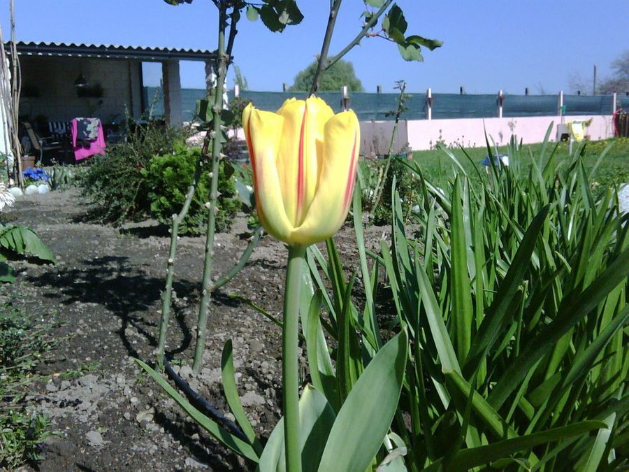 Mis tulipanes negros y otros... | Plantas