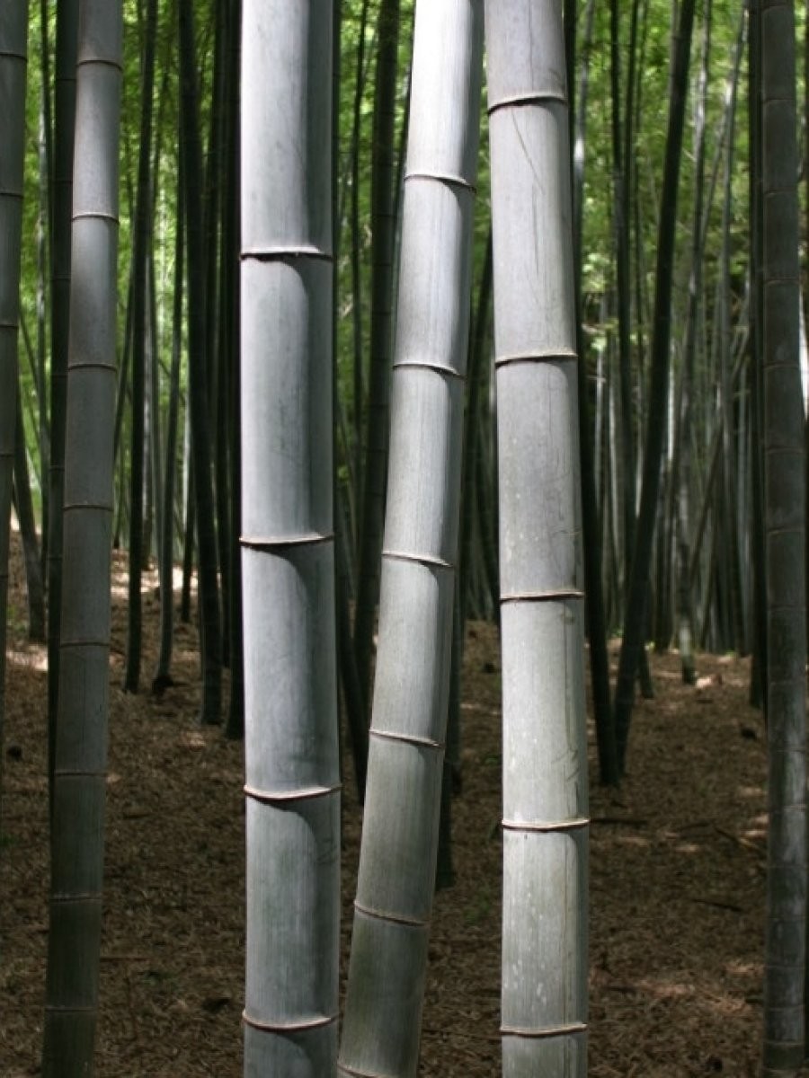 bambú
