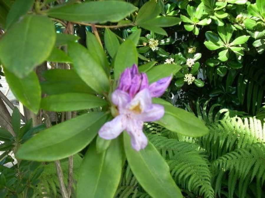 rododendro