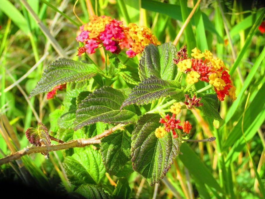 Lantana
