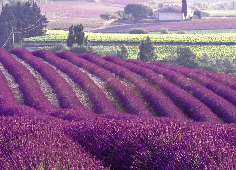 Campo de color morado