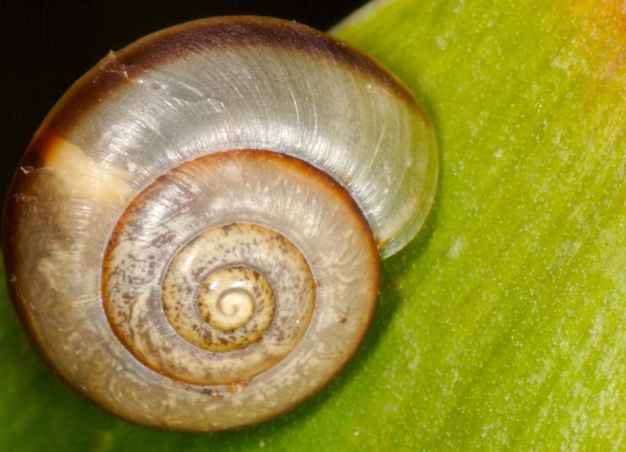 Caracol