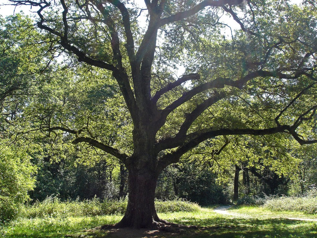 El roble, árbol sagrado | Plantas
