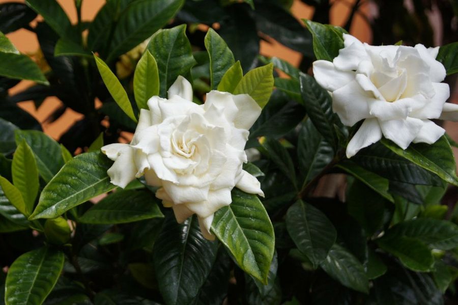 Gardenia jasminoides