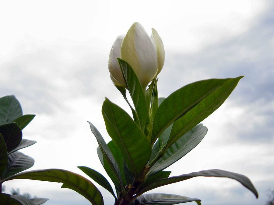 Gardenia jasminoides