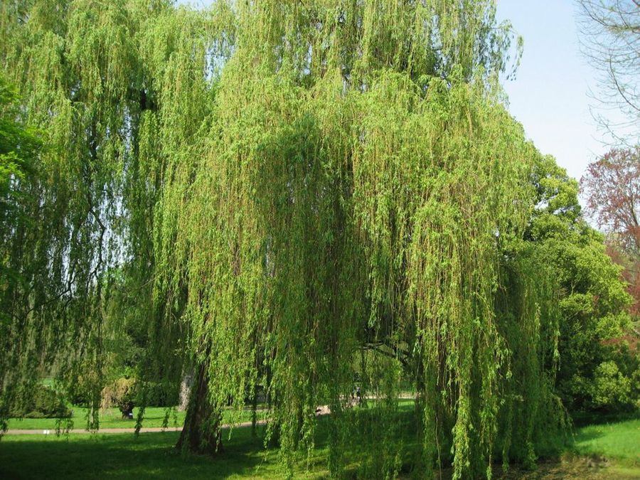 salix alba