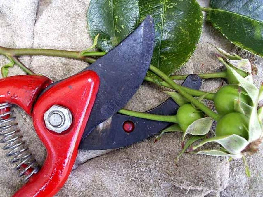 utensilio de jardineria