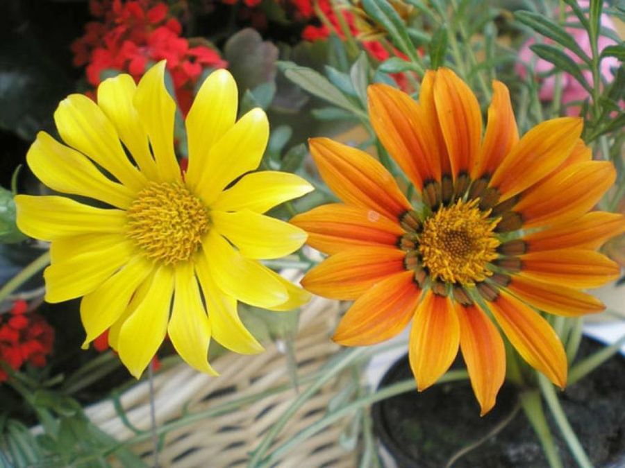 flor amarilla y naranja