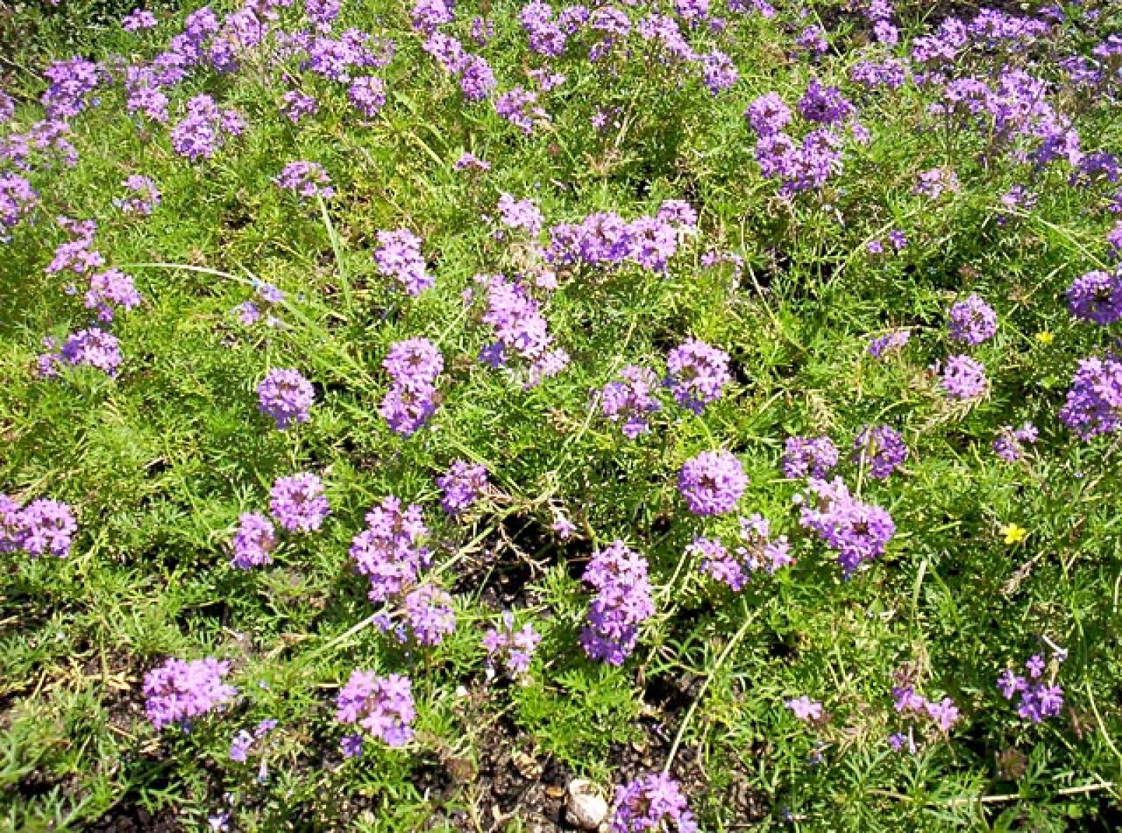 verbena