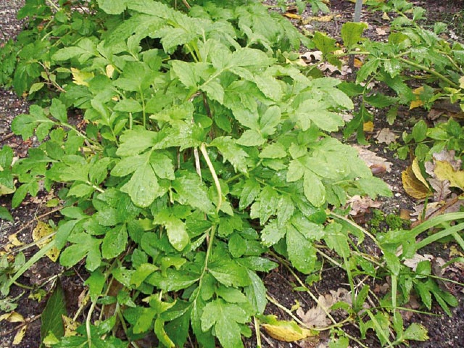 valeriana