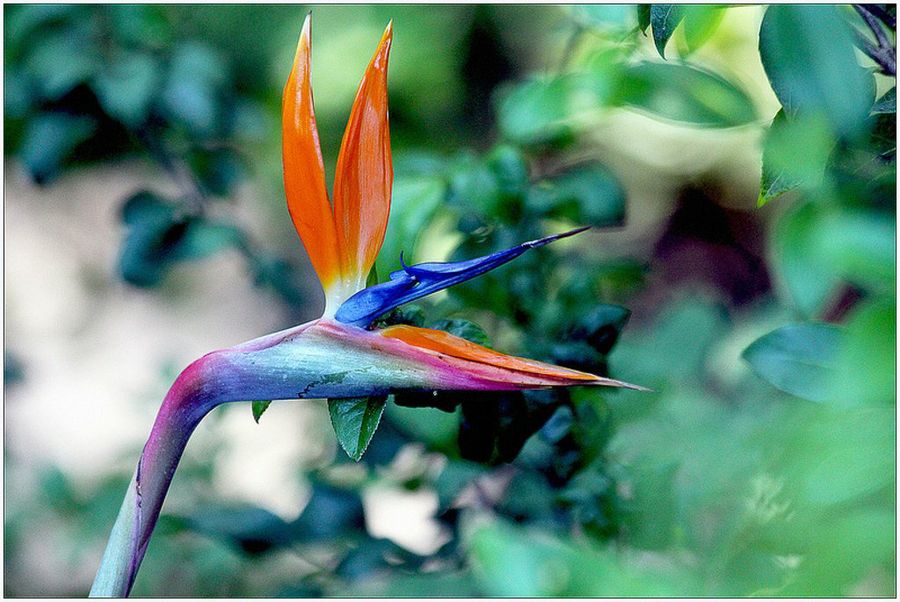 Jardín Botánico de Gijón