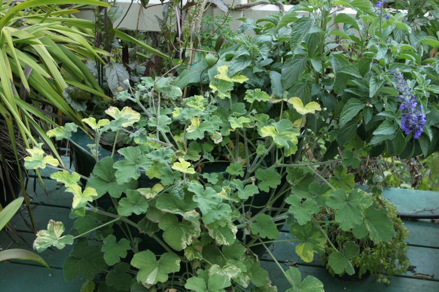 Pelargonium tomentosum