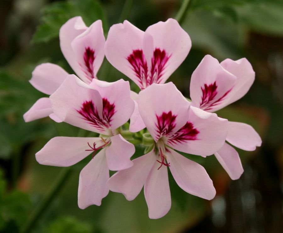 Pelargonium graveolens