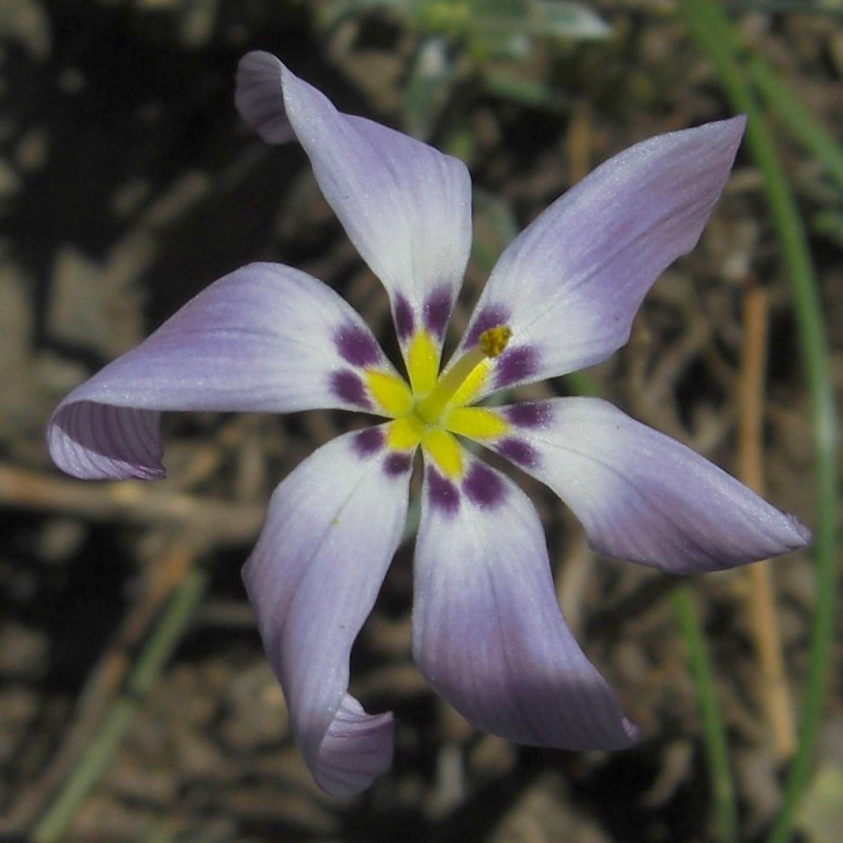 Calydorea