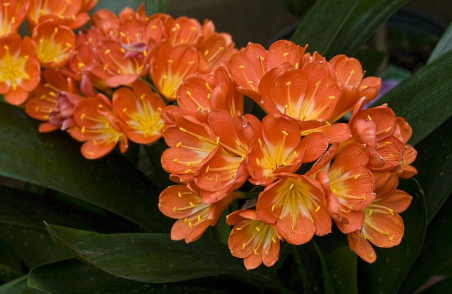 clivias