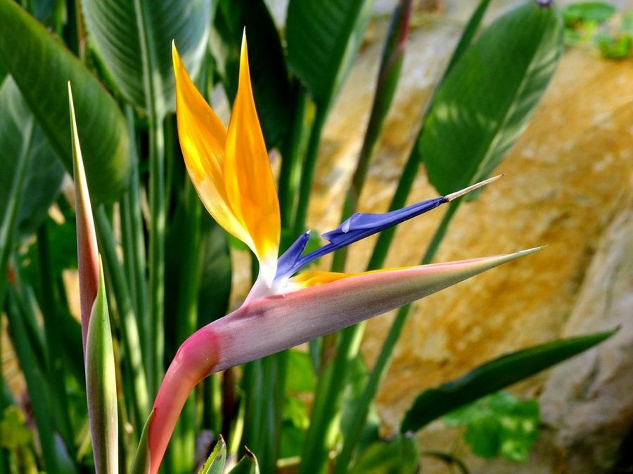 Strelitzia nicolai o ave del paraíso gigante | Plantas