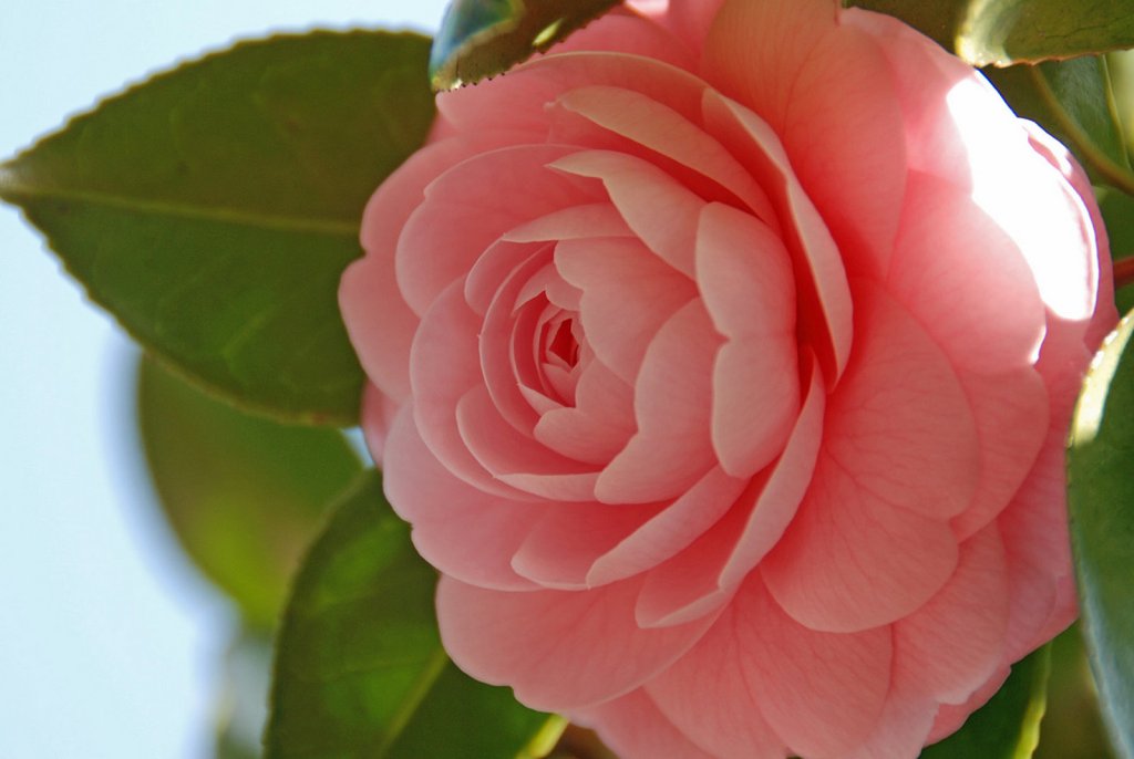 La camelia | Plantas