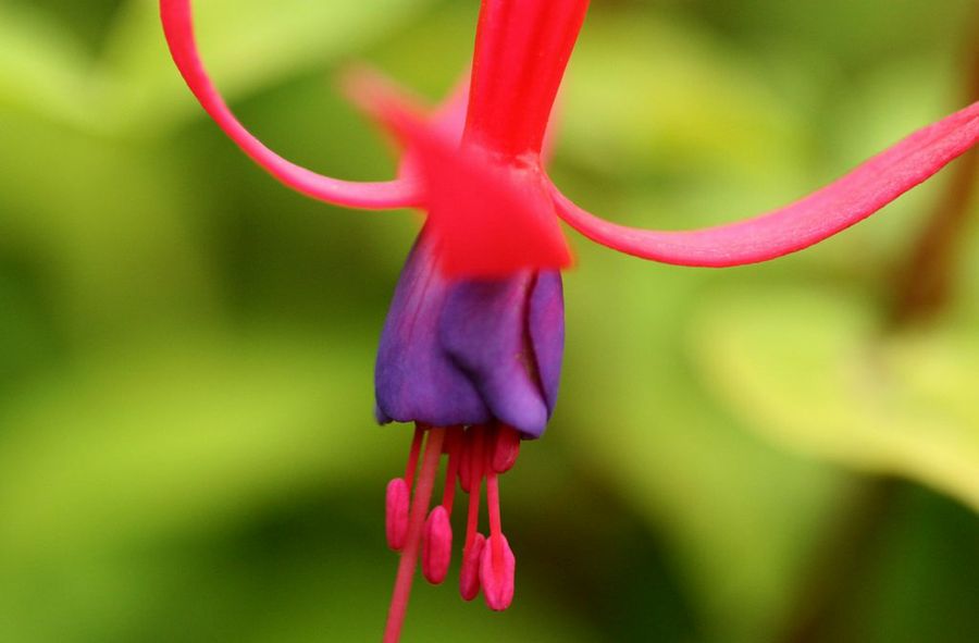 Fuchsia