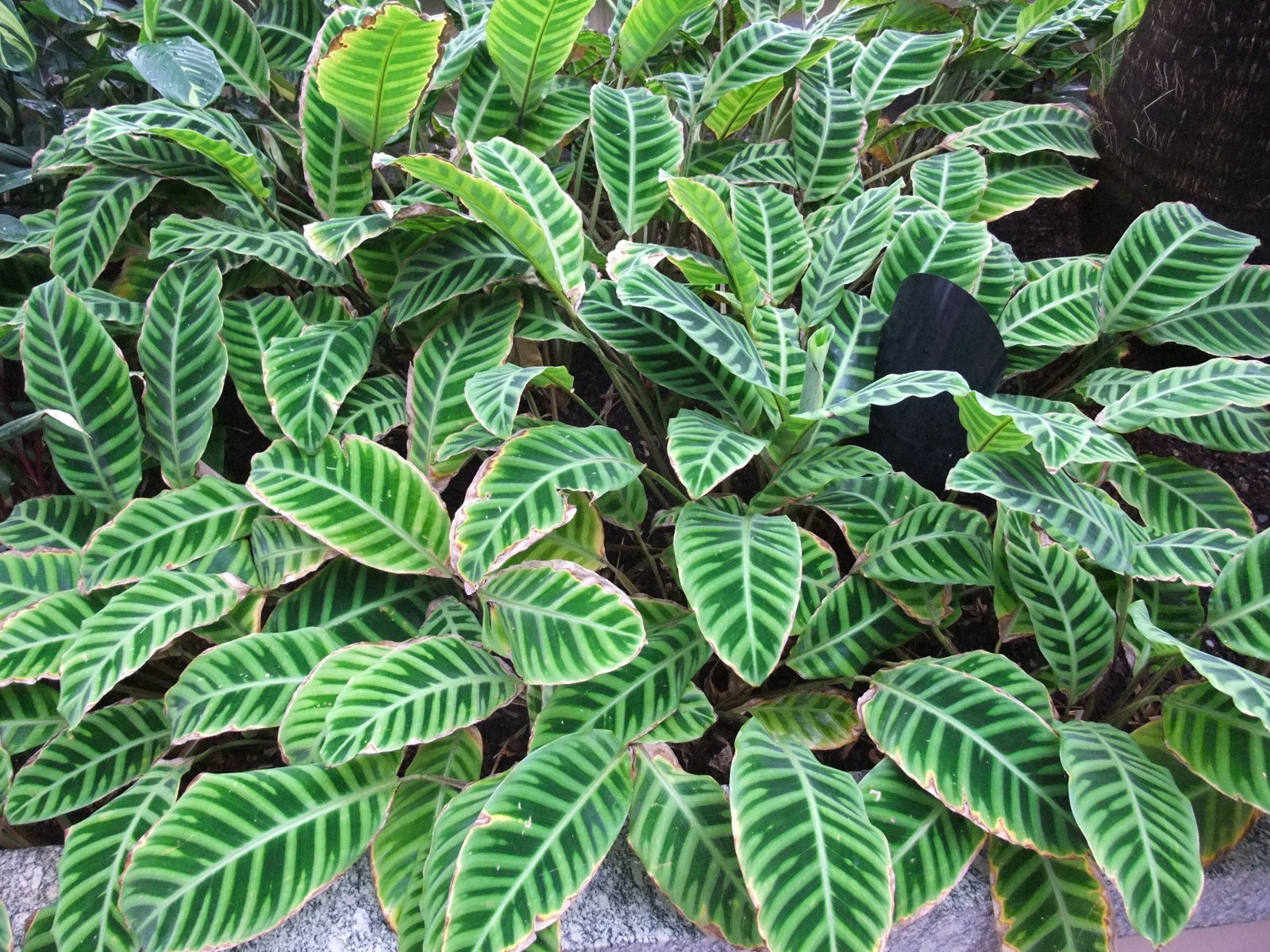 calatea
