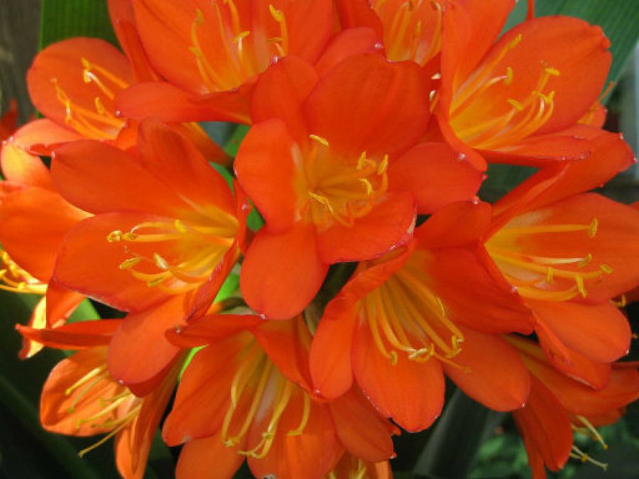 clivia 