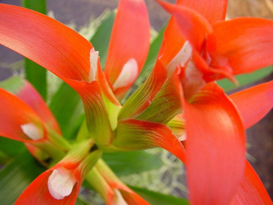 Bromelia