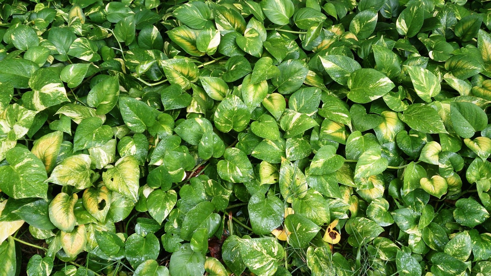 Pothos
