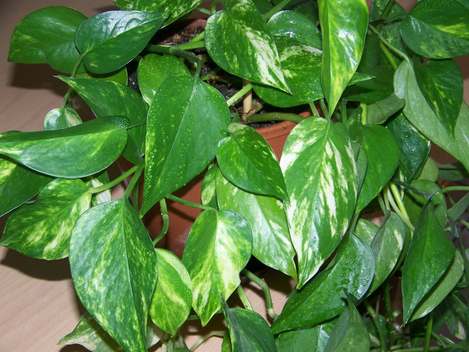 Pothos