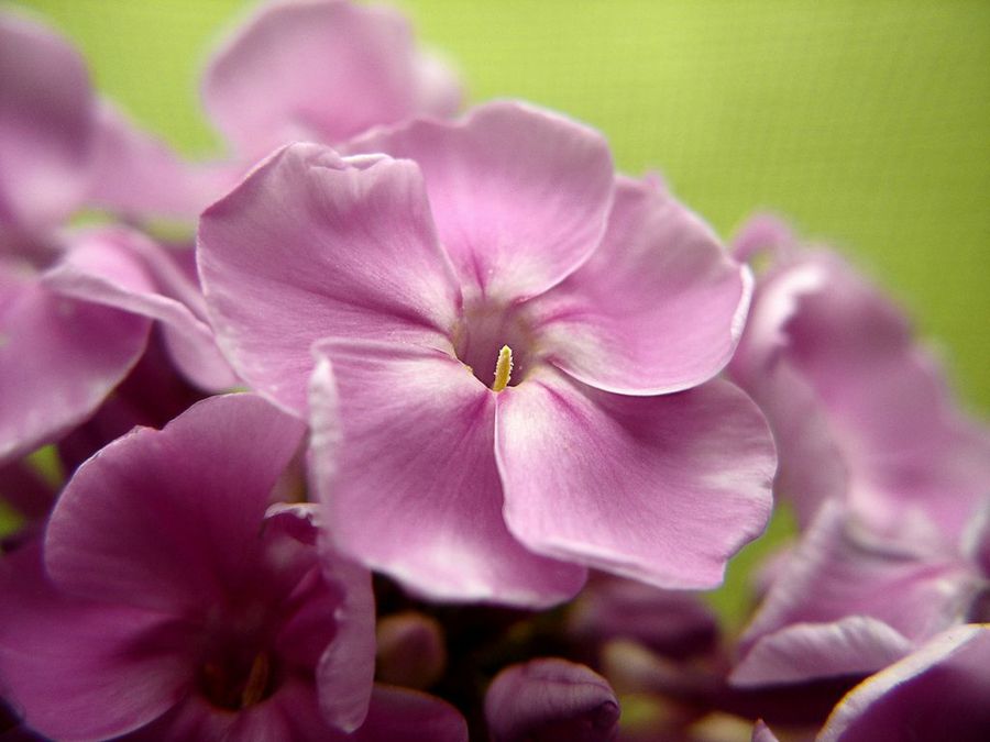 Phlox